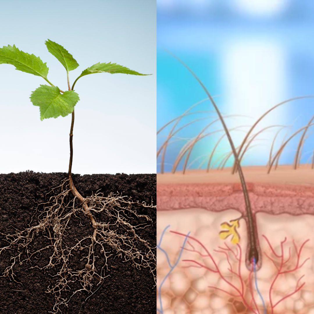 A split screen comparing the roots of a healthy plant in the soil and those of healthy hair under the scalp